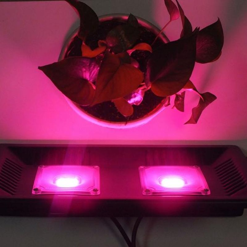 Ac220v 100w Full Spectrum Led Flood Grow Light Vodotěsné Ip65 Pro Vnitřní Naši Provozovnu