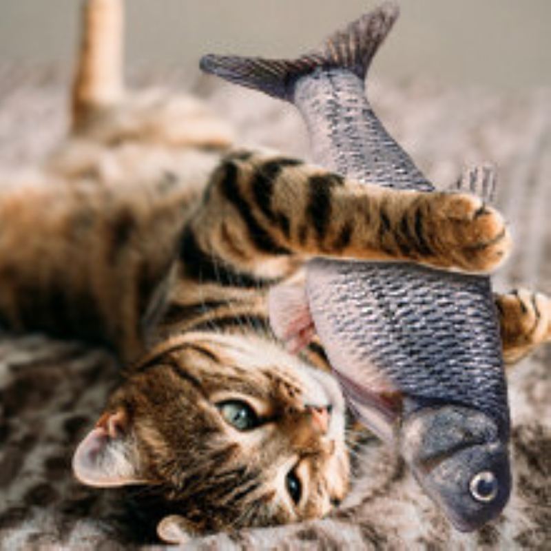 Jeteven Cat Clownfish Kapr S Catnip Nabíjecí Kabel Hračka Pro Štěňata Potřeby Pro Domácí Mazlíčky Pes Hraje